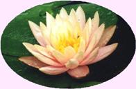 Find your true Self with Pure Meditation at the Self Realization Sevalight Centre for Pure Meditation, Healing & Counselling, Bath MI USA