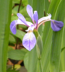 Iris in the pond at the Self Realization Sevalight Centre for Pure Meditation, Healing & Counselling, Bath MI USA